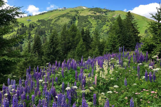 Vail Health, Bright Future Foundation announce program for sexual assault victims to receive help locally”